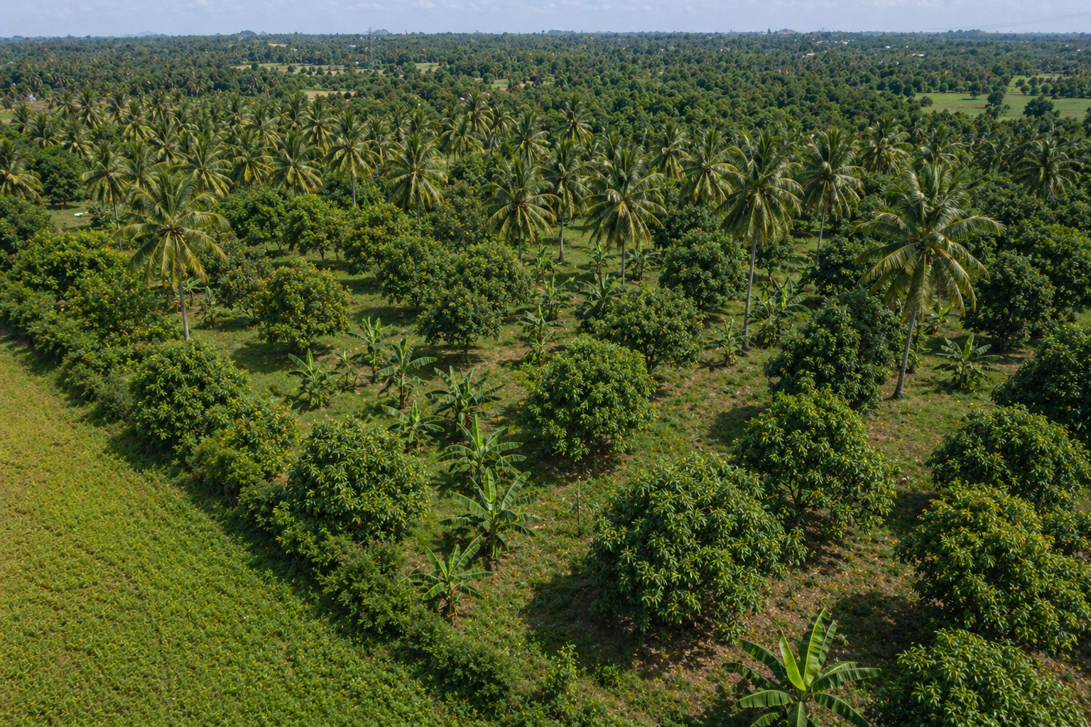 26 acres farm