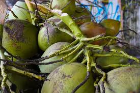 Coconut from Ley Farms