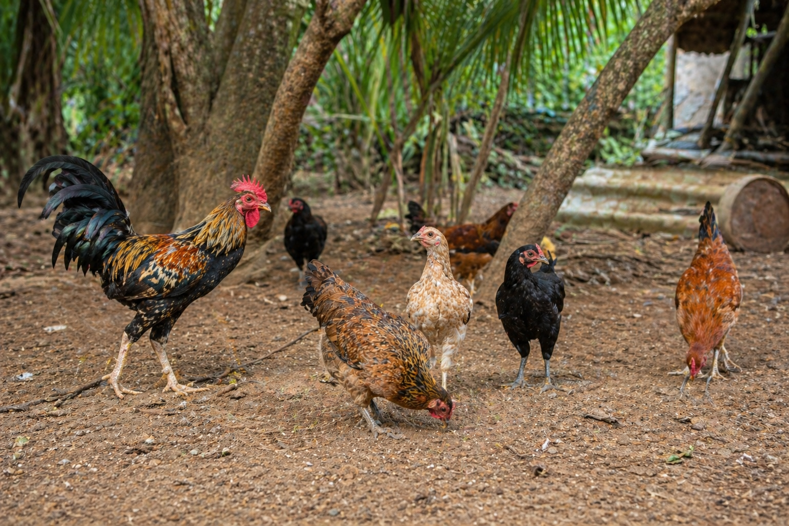 Country chicken and eggs