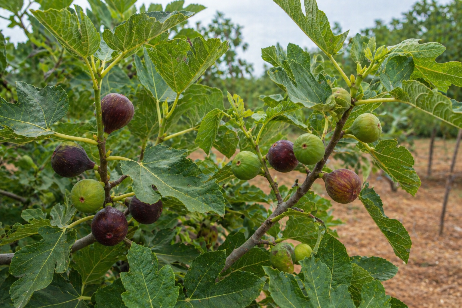 Figs